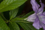 Limestone wild petunia